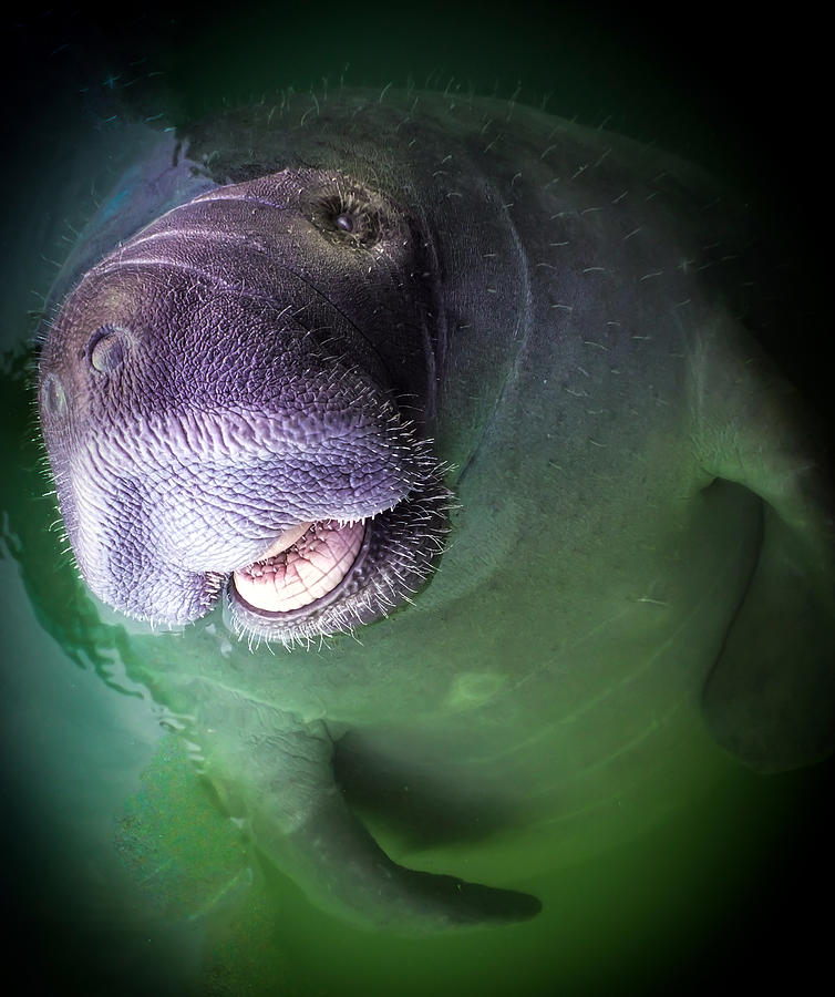 the-happy-manatee-karen-wiles.jpg