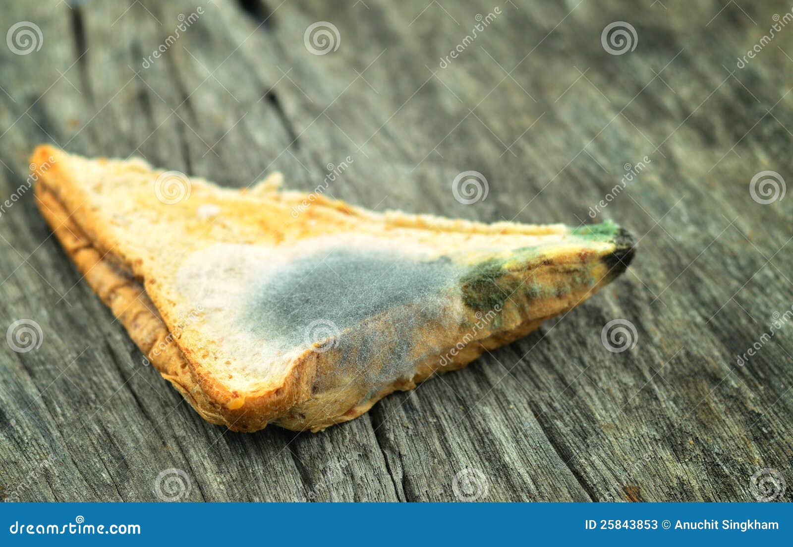 moldy-sandwich-25843853.jpg