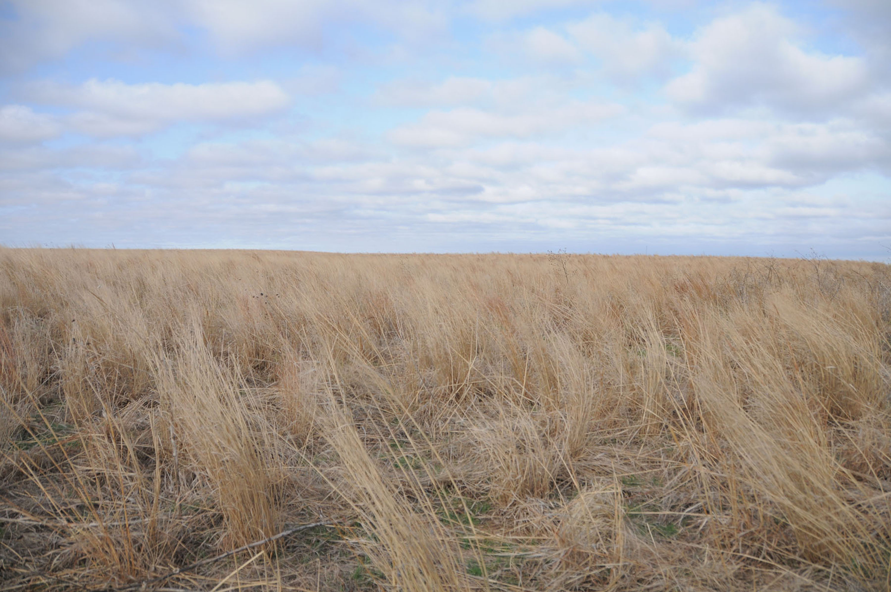 FEMA_-_35029_-_Kansas_wheat_field.jpg