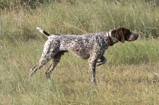 german-shorthaired-pointer.jpg