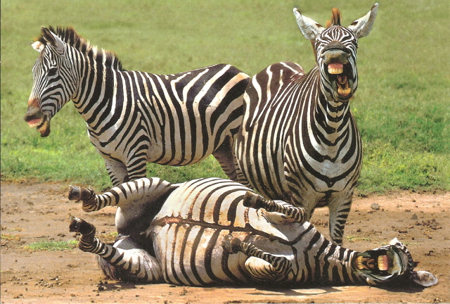 zebras.jpg