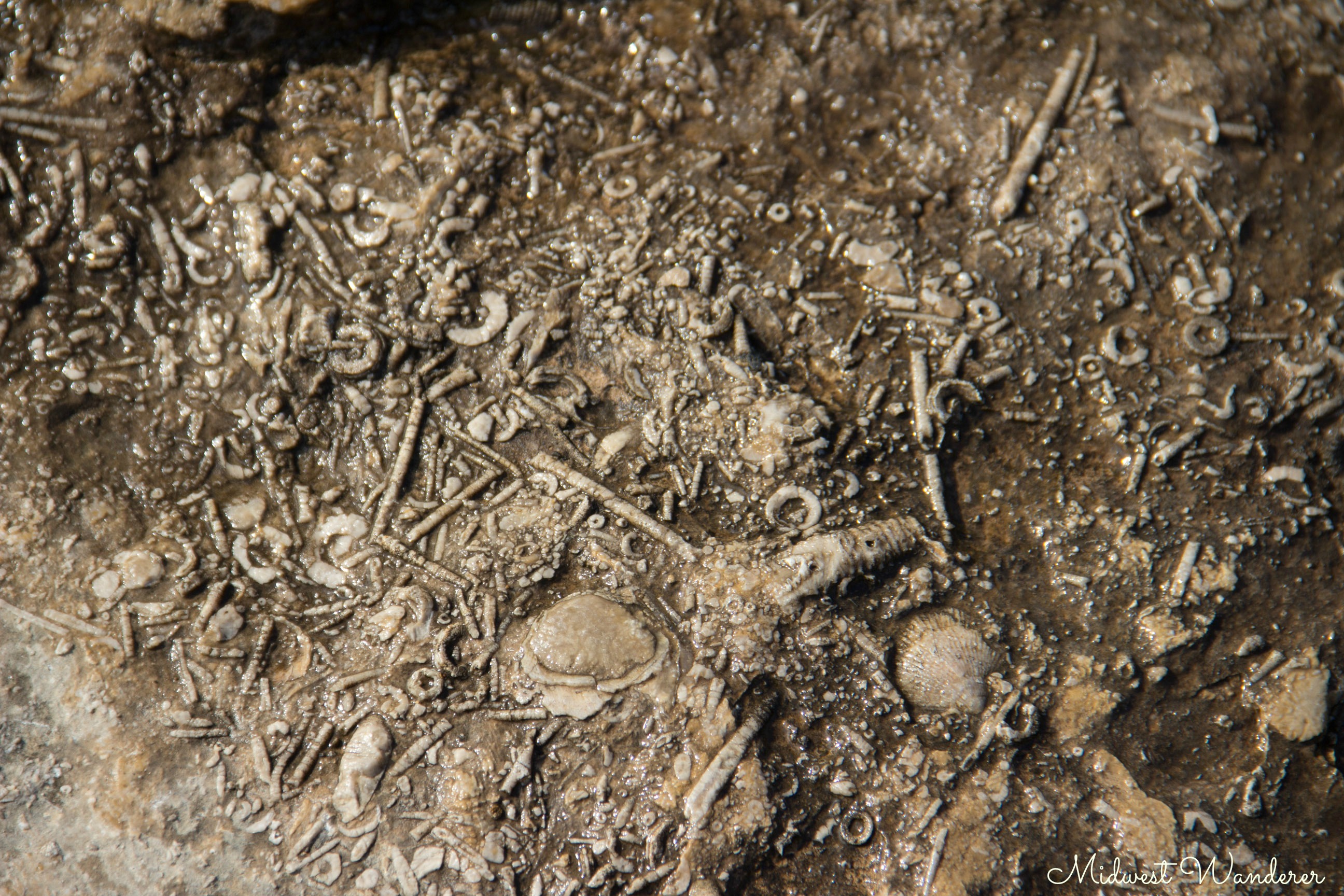 Falls-of-the-Ohio-Fossils-1.jpg