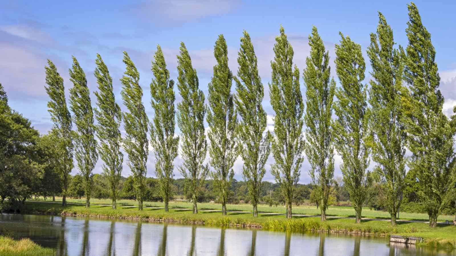 Poplar-trees-in-the-lake.jpg