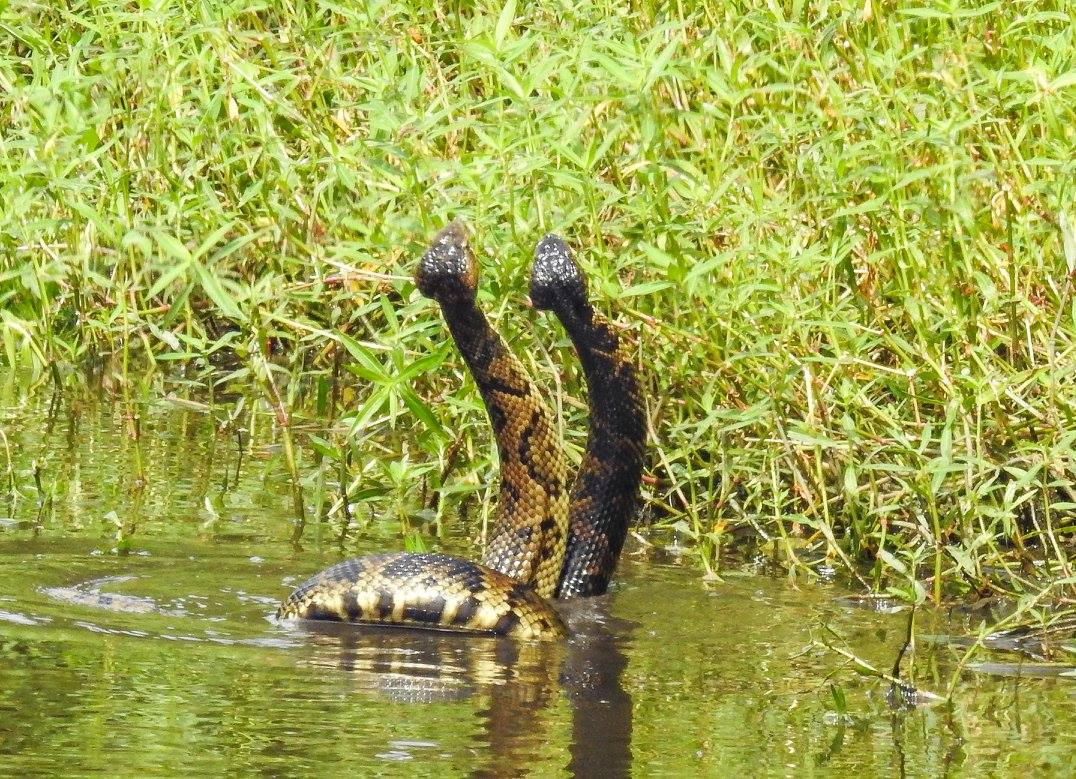 cottonmouth4_2017_08_18.jpg