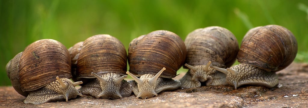 snails-and-bivalves.jpg