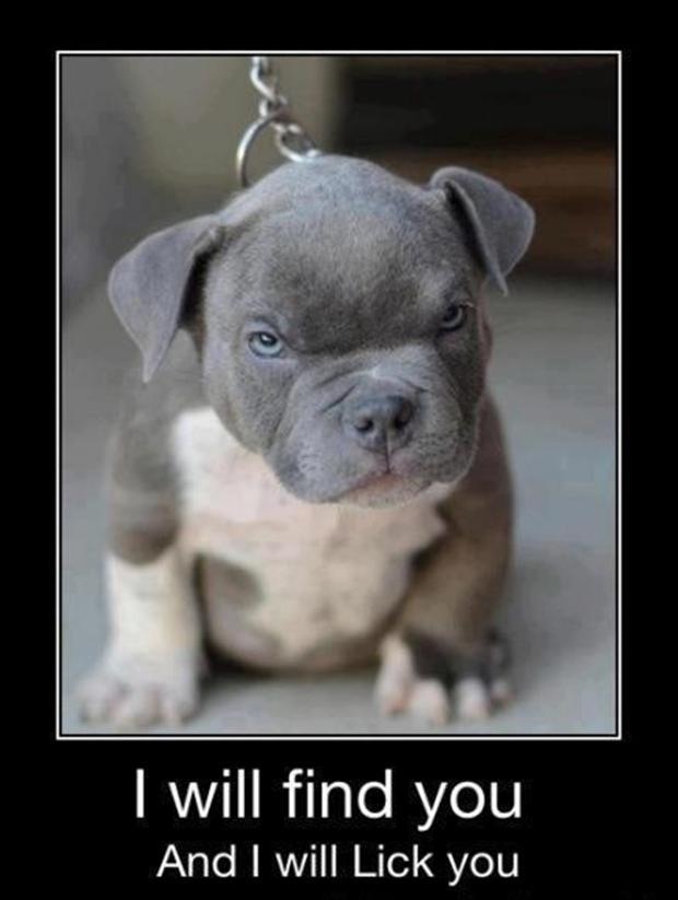 cutest-puppy-ever-funny-demotivational-posters.jpg