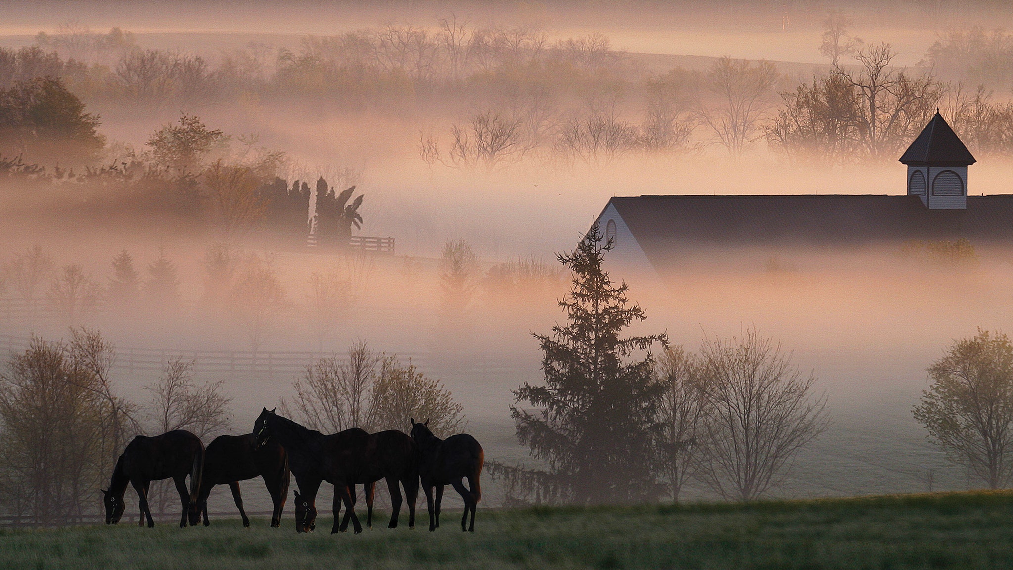 Foggy-Horse-Farm-cr-Gene-Burch-courtesy-VisitLEX.jpg