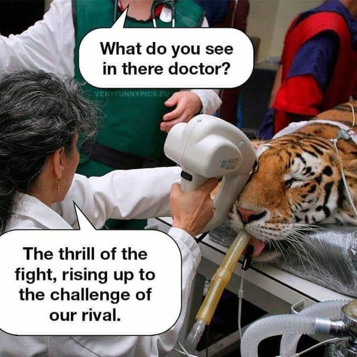 Eye-of-the-Tiger.jpg