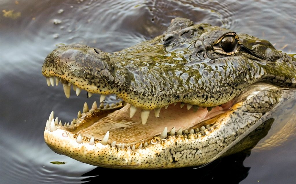 Beware-of-Smiling-Crocodiles-1024x636.jpg
