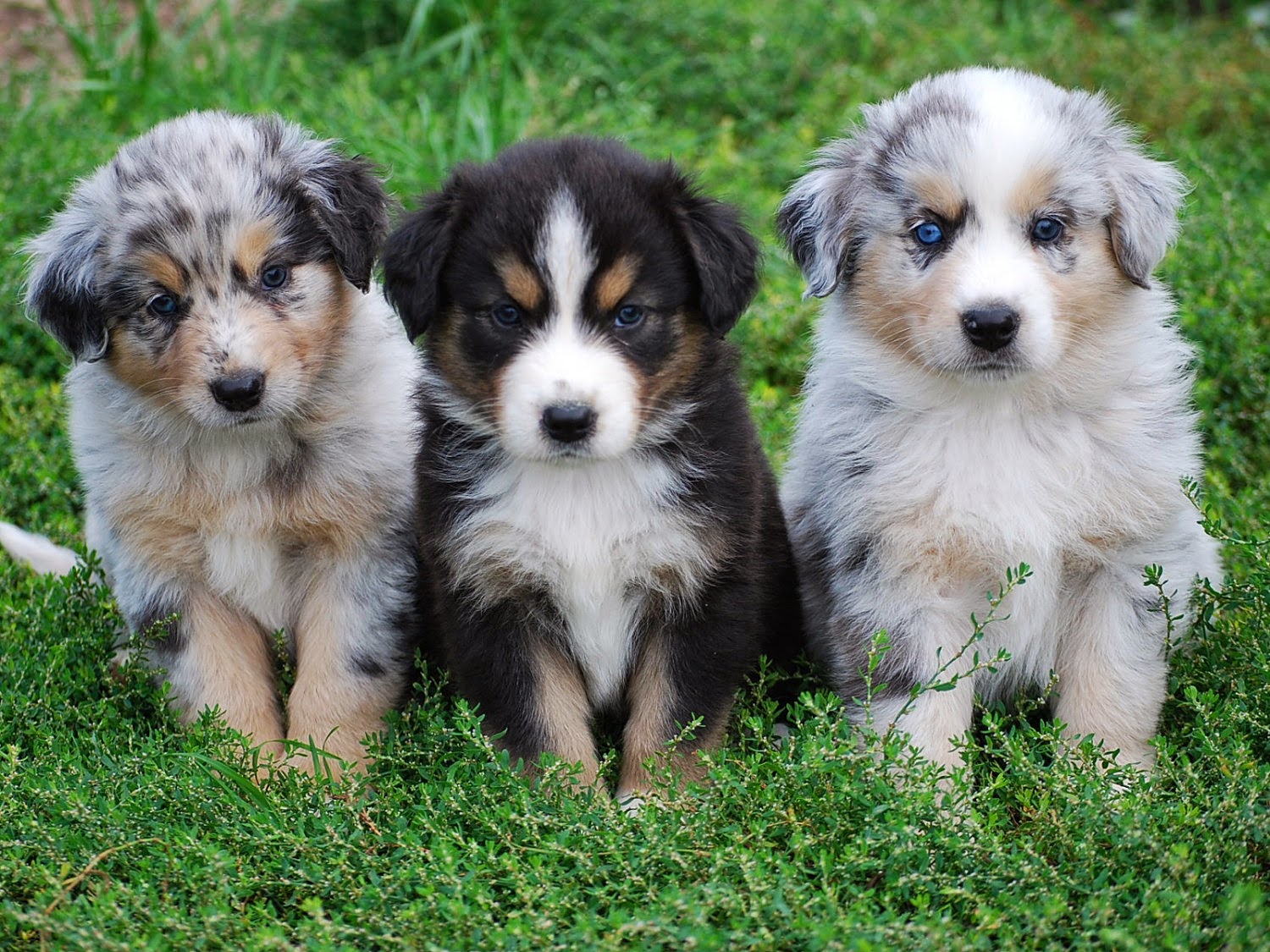 australian+shepherd+puppies.jpg