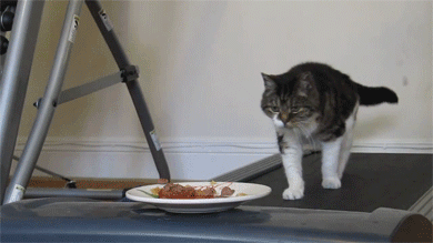 cat+on+treadmill+after+food+dr+heckle+funny+wtf+gifs.gif