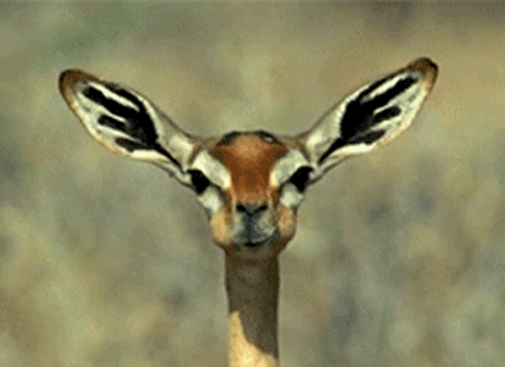 antelope-chewing.gif