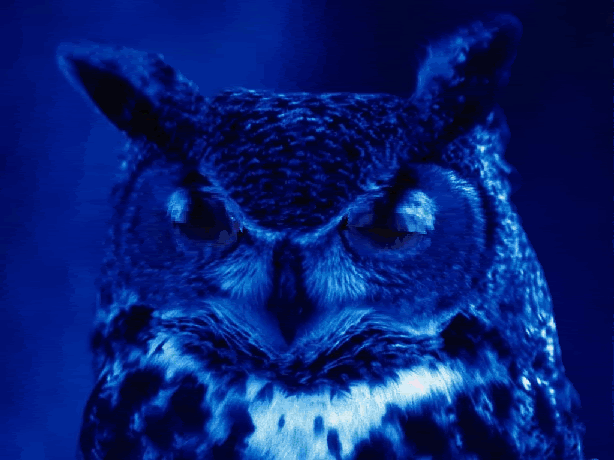 gif-owl.gif
