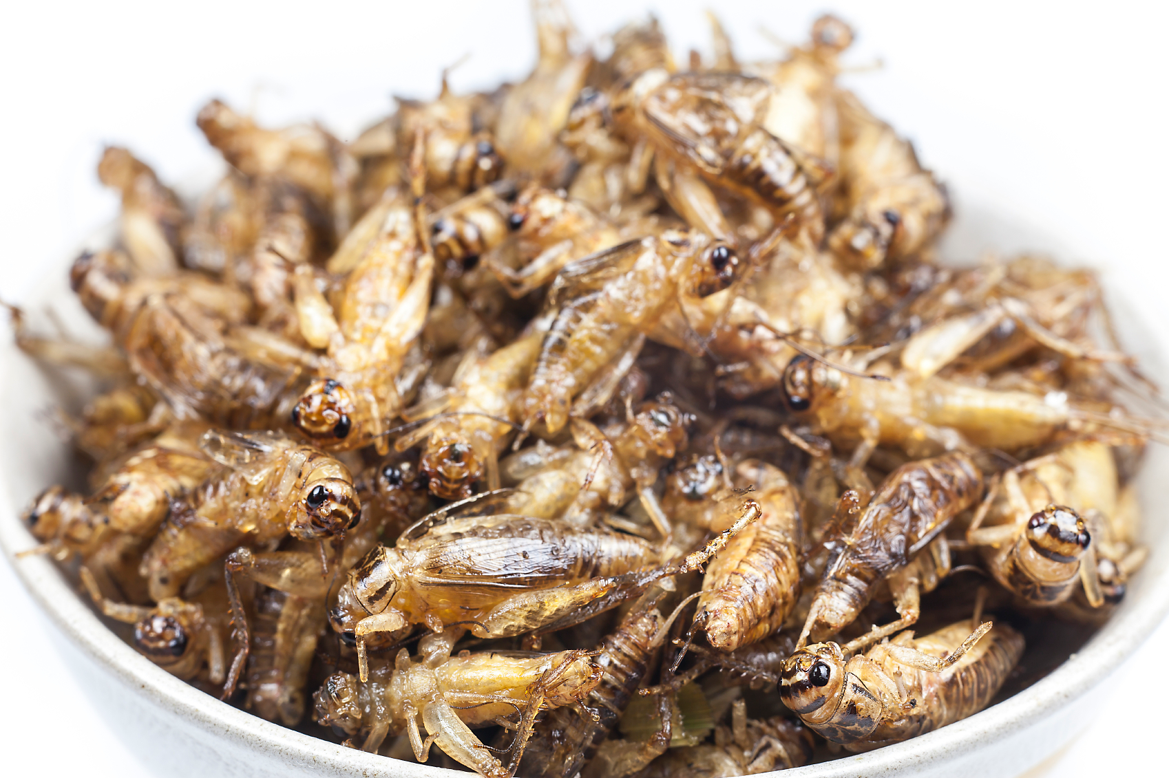 ter-insects-food_%20cricket_0050