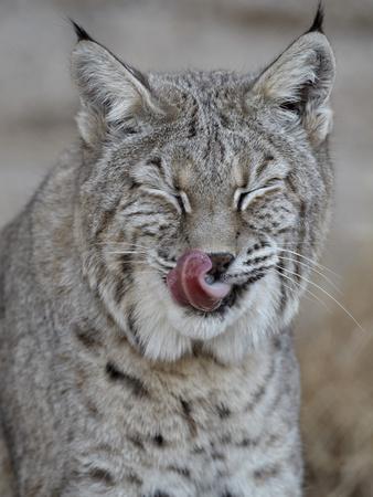 james-hager-bobcat-lynx-rufus-with-its-tongue-out-living-desert-zoo-and-gardens-state-park-new-mexico-usa_u-L-PXWKZ30.jpg