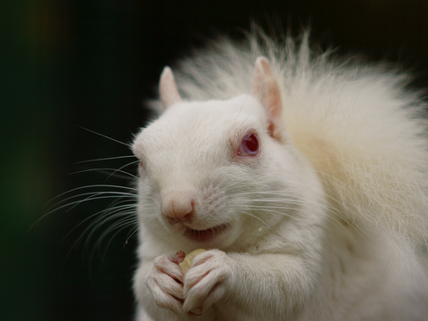 albino-squirrel-white-flickr.jpg