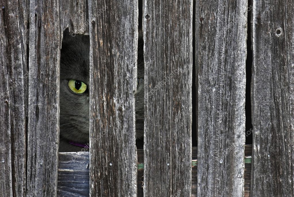 depositphotos_11533541-stock-photo-cat-peeking-through-barn-hole.jpg