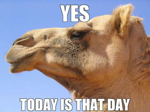 163051-Yes-Today-Is-Hump-Day.jpg