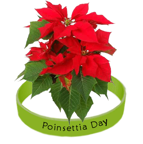 Poinsettia-Day-7.gif