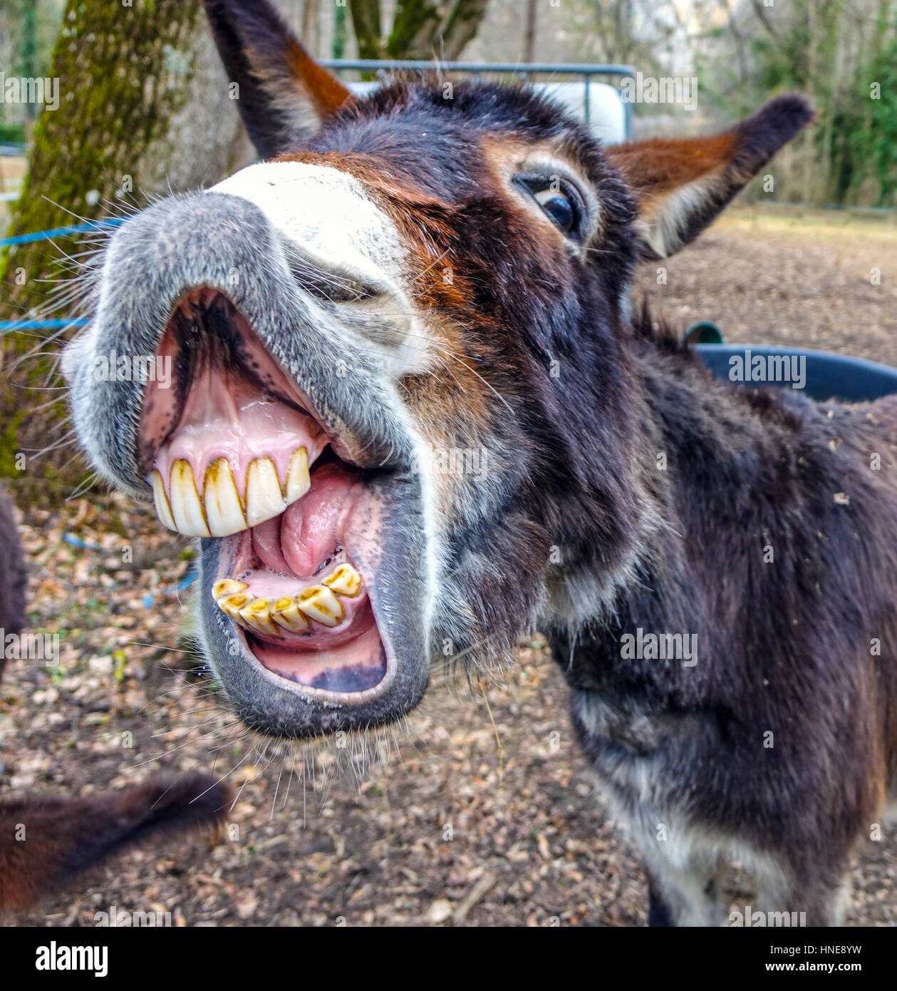 donkey-smiling-showing-big-set-of-teeth-HNE8YW.jpg