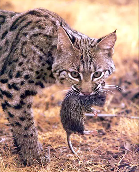 bobcat-eating-mouse.jpg