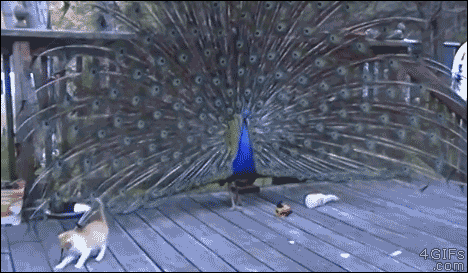 Kitten-plays-with-peacock.gif