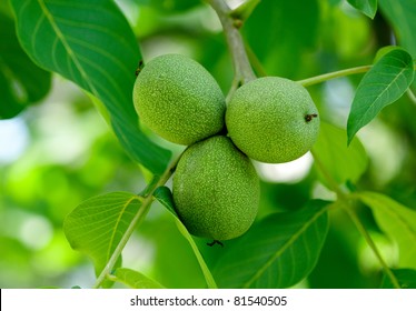 walnuts-on-tree-260nw-81540505.jpg