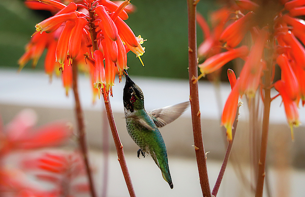 annas-hummingbird-with-torch-aloe-vera-blooms-1-dawn-richards.jpg