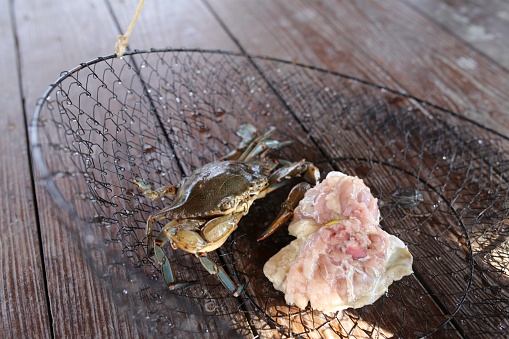 blue-crab-wire-mesh-fishing-basket-raw-chicken-fishing-bait-picture-id900734002