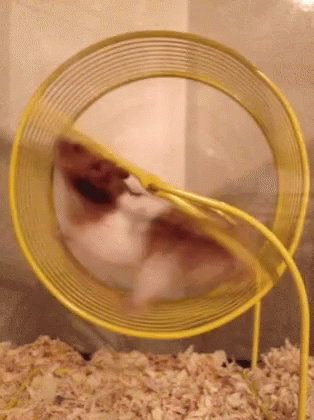hamster-wheel.gif