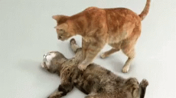 cat-cpr.gif