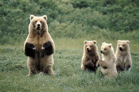 grizzly-with-triplet-cubs_5291.jpg