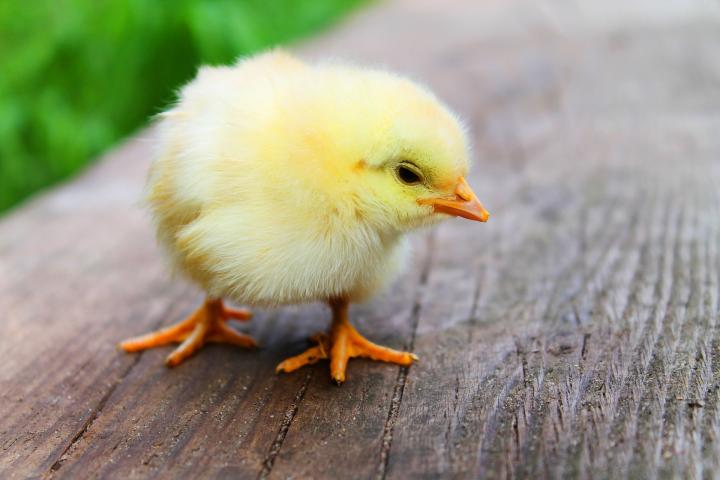 hatching-raising-chicken-chicks_full_width.jpg