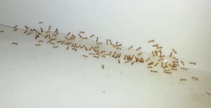 1086529-ants.jpg