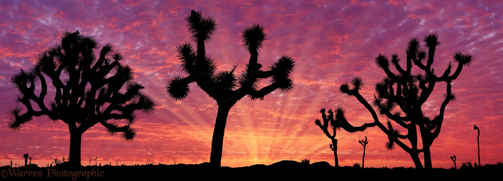 04689-Joshua-trees-at-sunrise.jpg